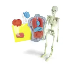 Scienza e Gioco Anatomia – Scheletro e Organi da Assemblare Clementoni