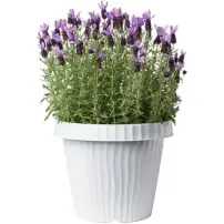 hover-image