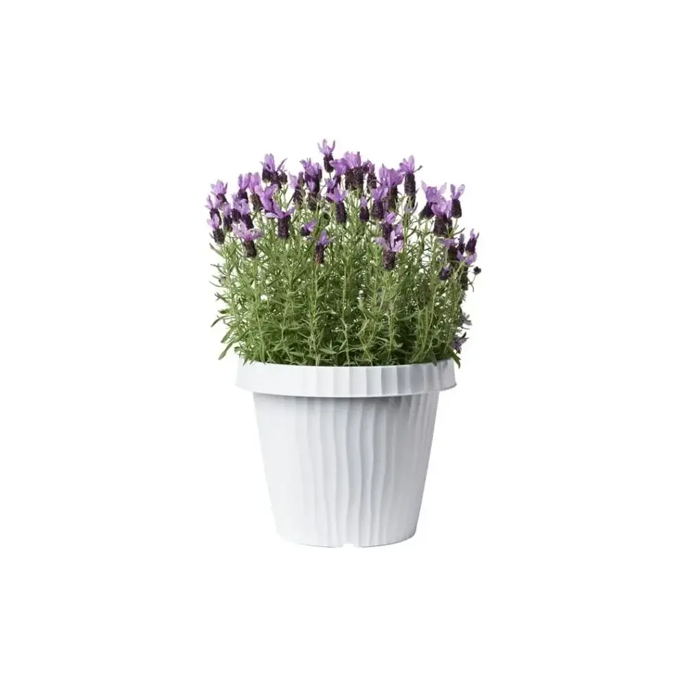 Vaso Onda 35 cm Ghiaccio Eleganza e Funzionalità per le Tue Bama