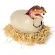 Jurassic World Primal Hatch Uovo di T-Rex Interattivo Spin Master