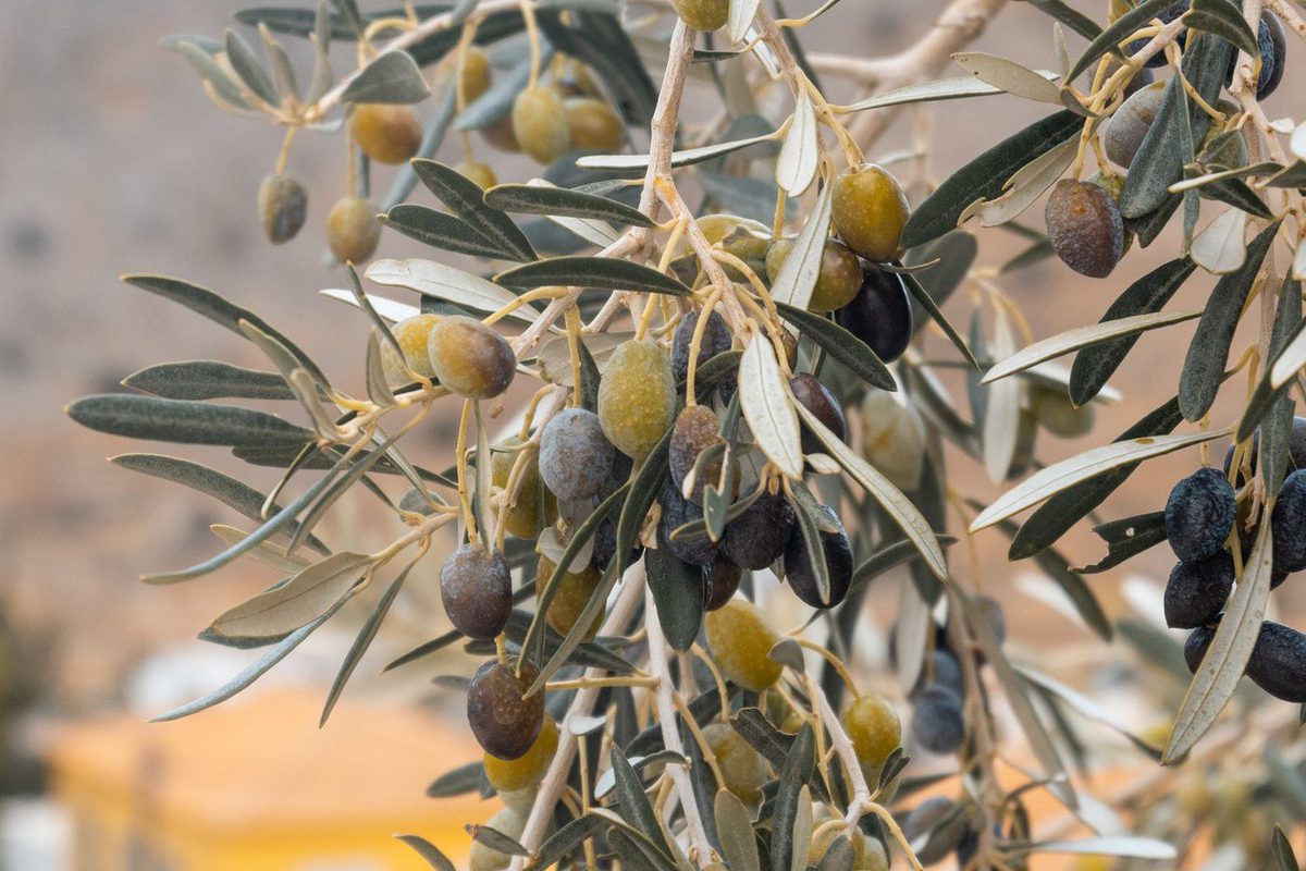Come conservare l'olio nuovo: fusti, lattine e oliere